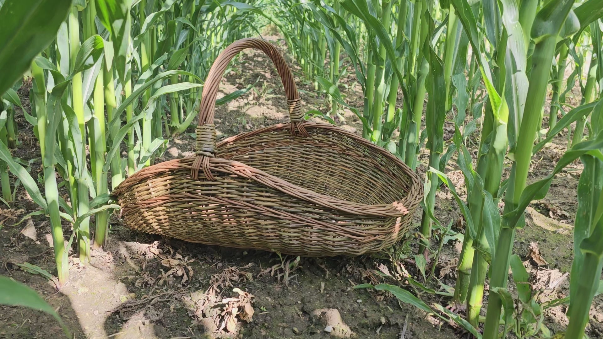 Large Unpeeled Willow Trug 027b-5