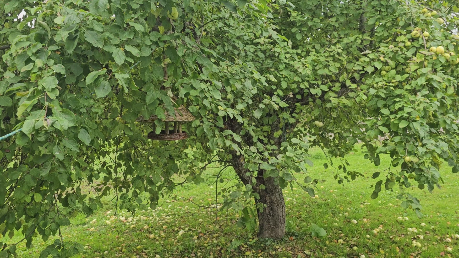 Large Willow Bird Feeder — product video