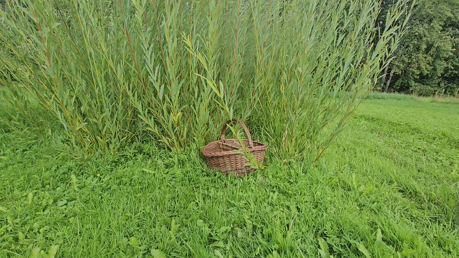 Wicker Picnic Basket with Divider