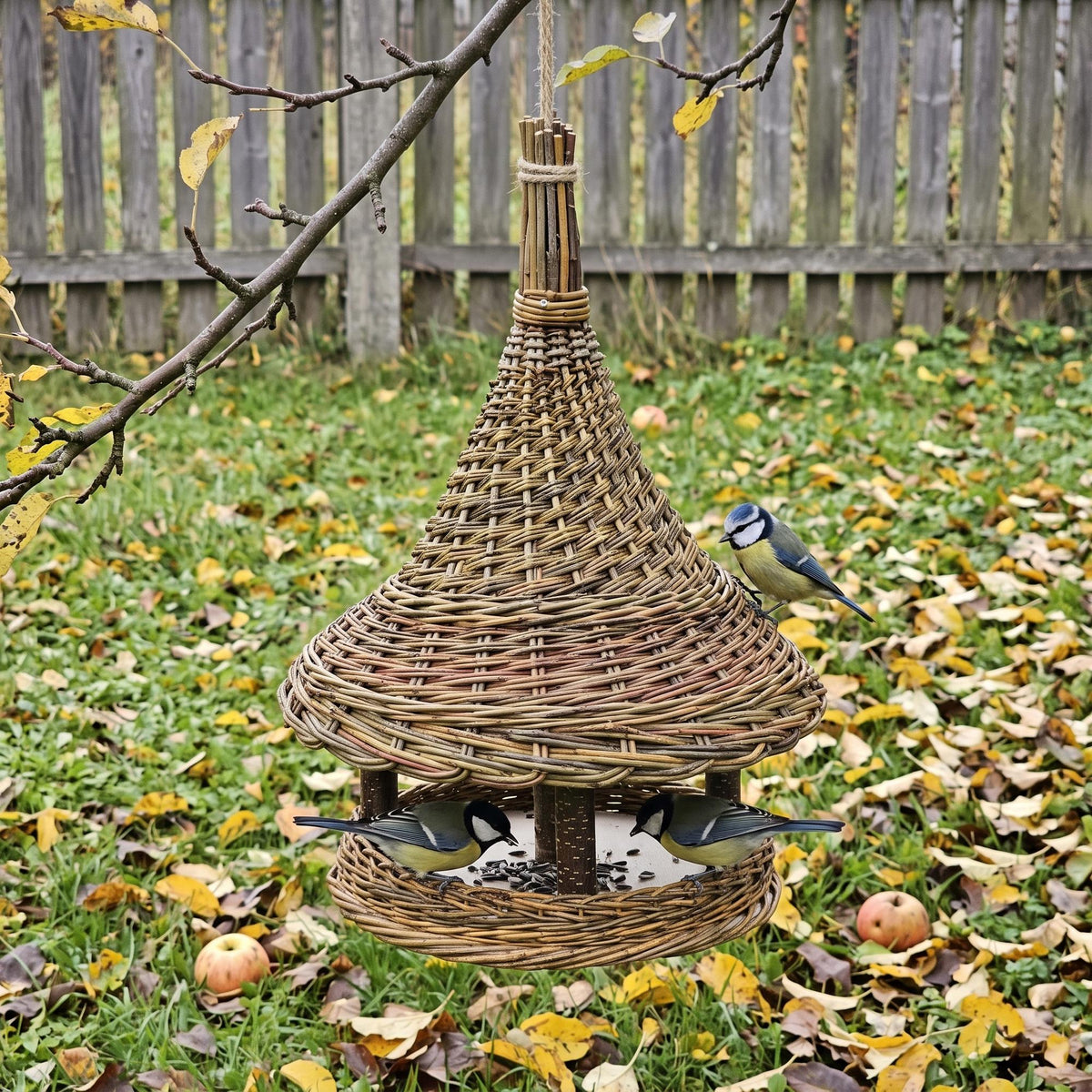Hanging willow bird feeder with blue tits and great tits at the seed platform above autumn leaves by a wooden fence