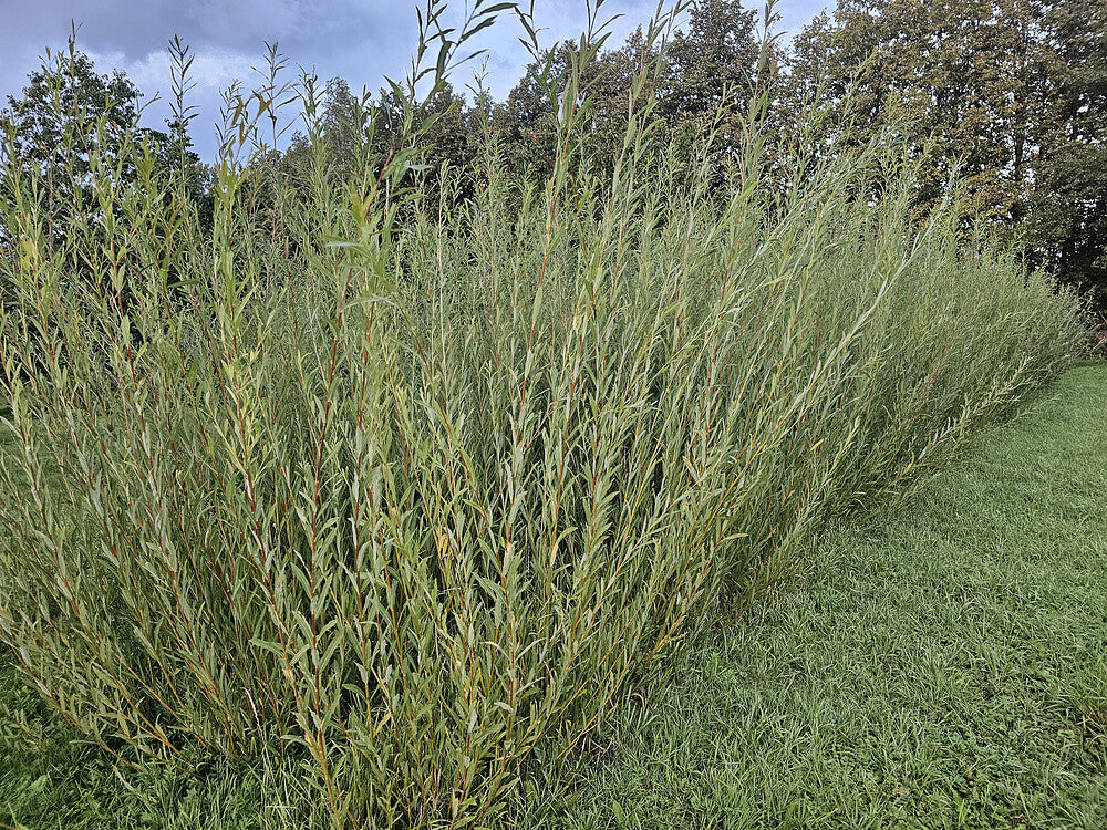 Willow we grow ourselves
